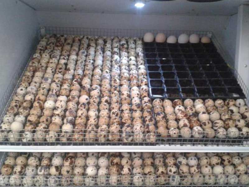 quail egg incubation