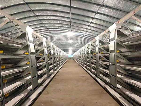 quail layer cage lighting system