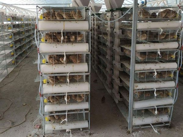 manure removal belt for quail layer cage