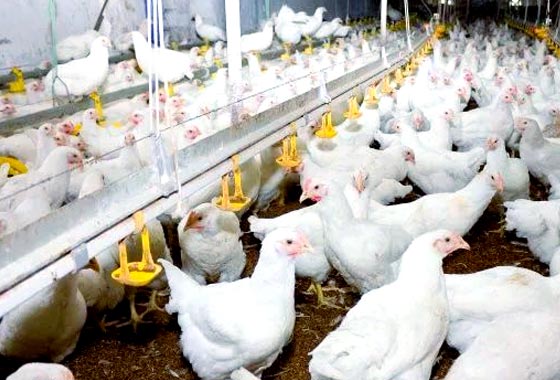 nutrition-balanced chicken diet