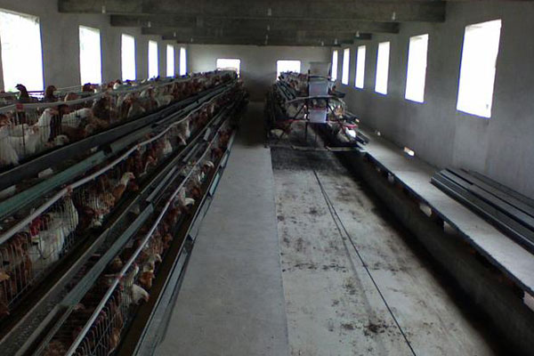 poultry manure scraper system for A type cage