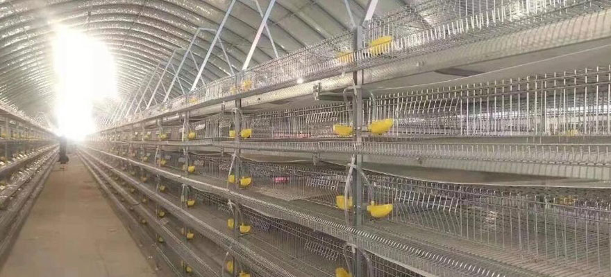 Unveiling the Advantages of Quail Battery Cages