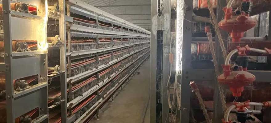 drinkding and fedding system for stackable quail cages