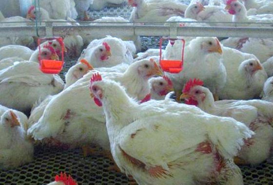 scientific chicken diet