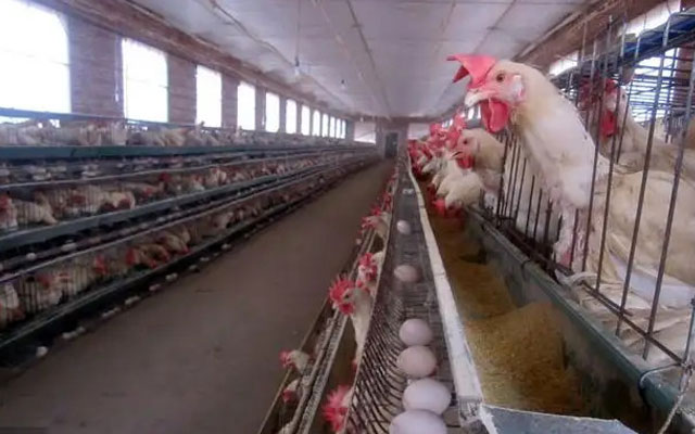 light control for laying hens in open chicken house