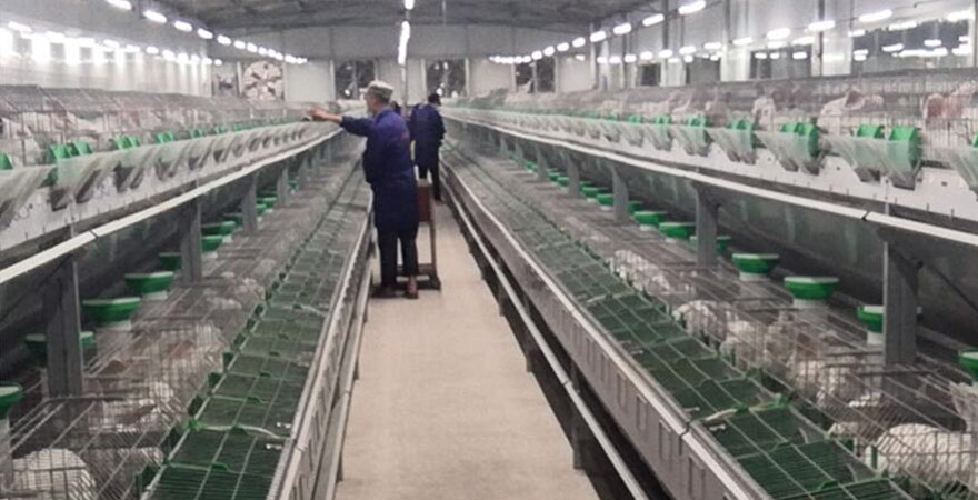 supplying rabbit cage for commercial farming