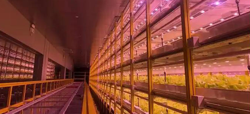 temperature control in chicken brooder cage