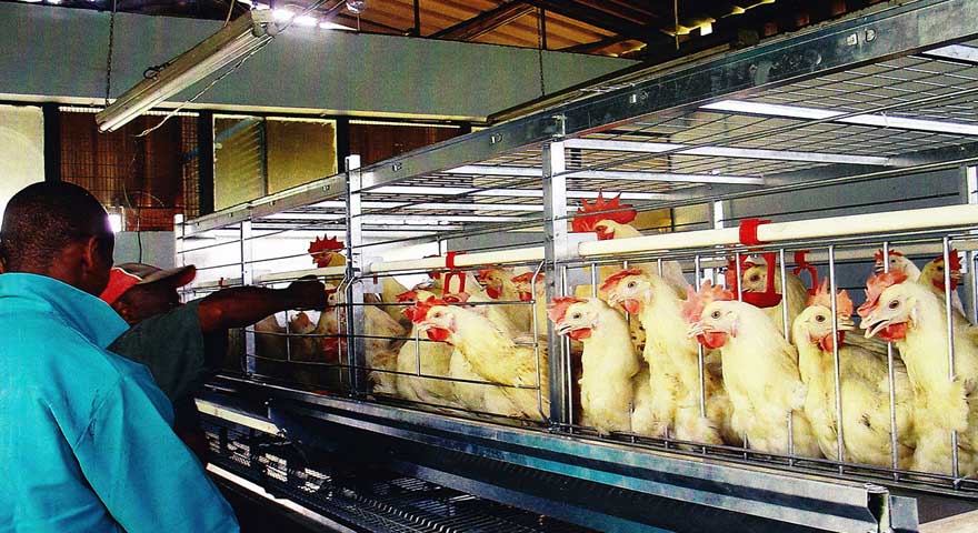 essential poultry breeder cage farm practices