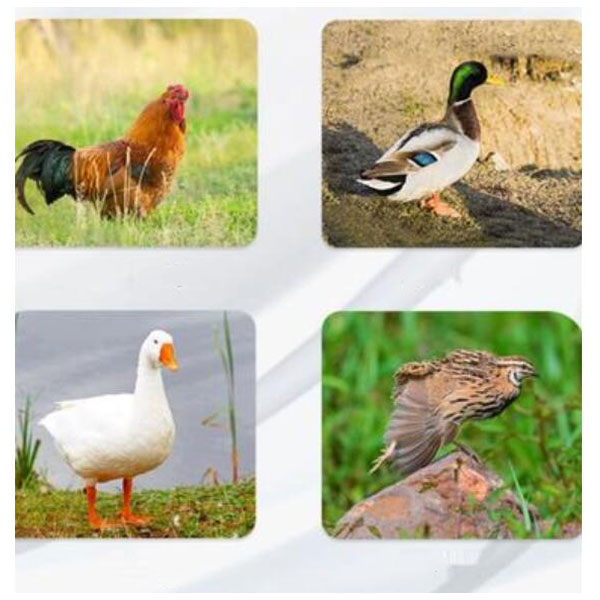 various poultries for hatching