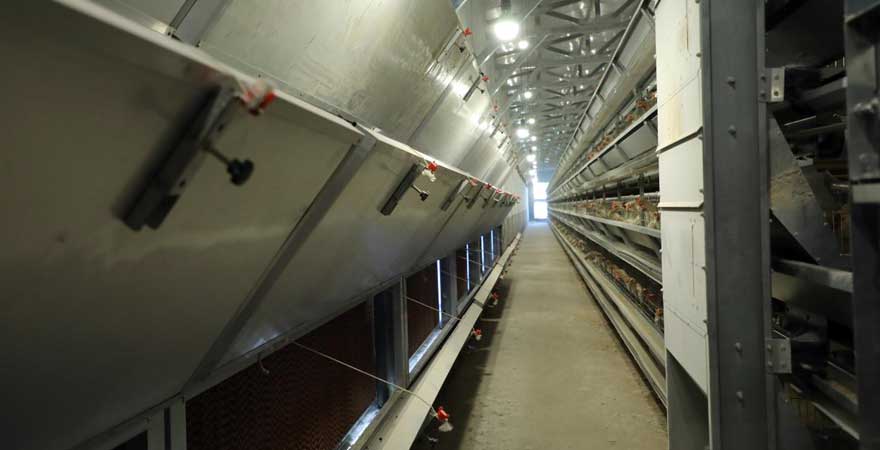 ventilation control of broiler breeding